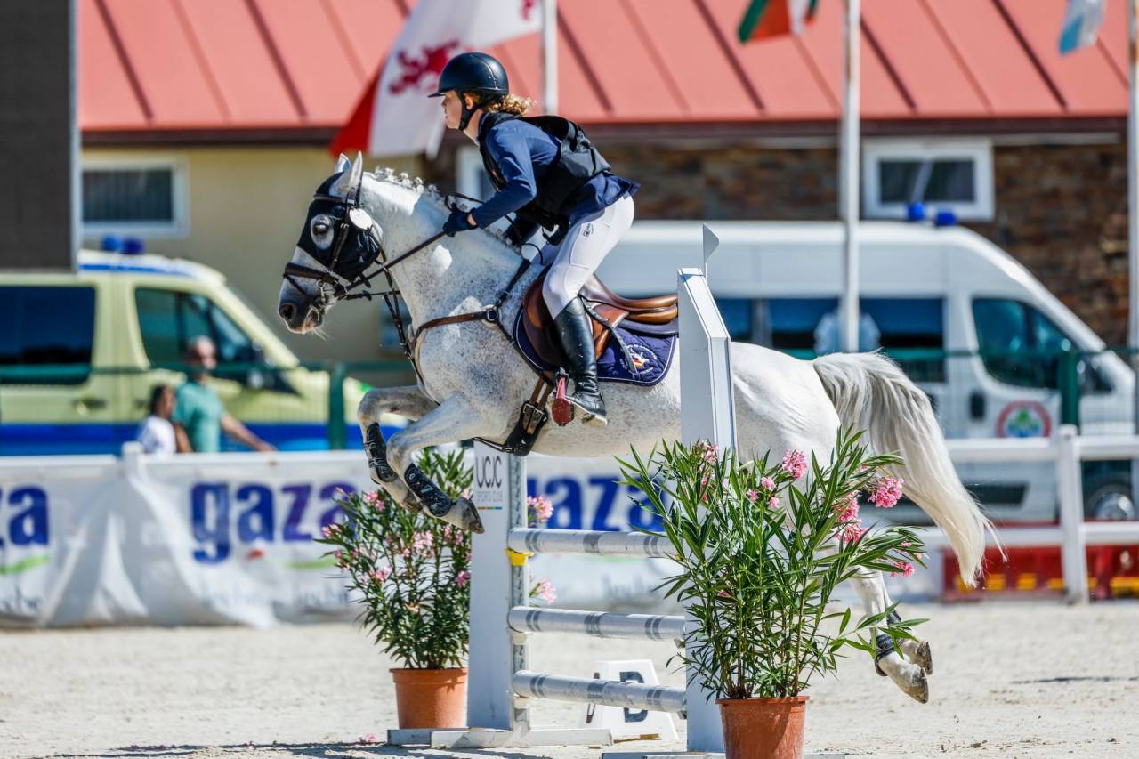 Gelding Connemara For sale 2014 Grey