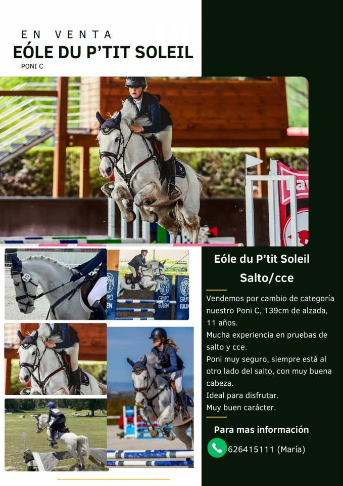 Gelding Connemara For sale 2014 Grey