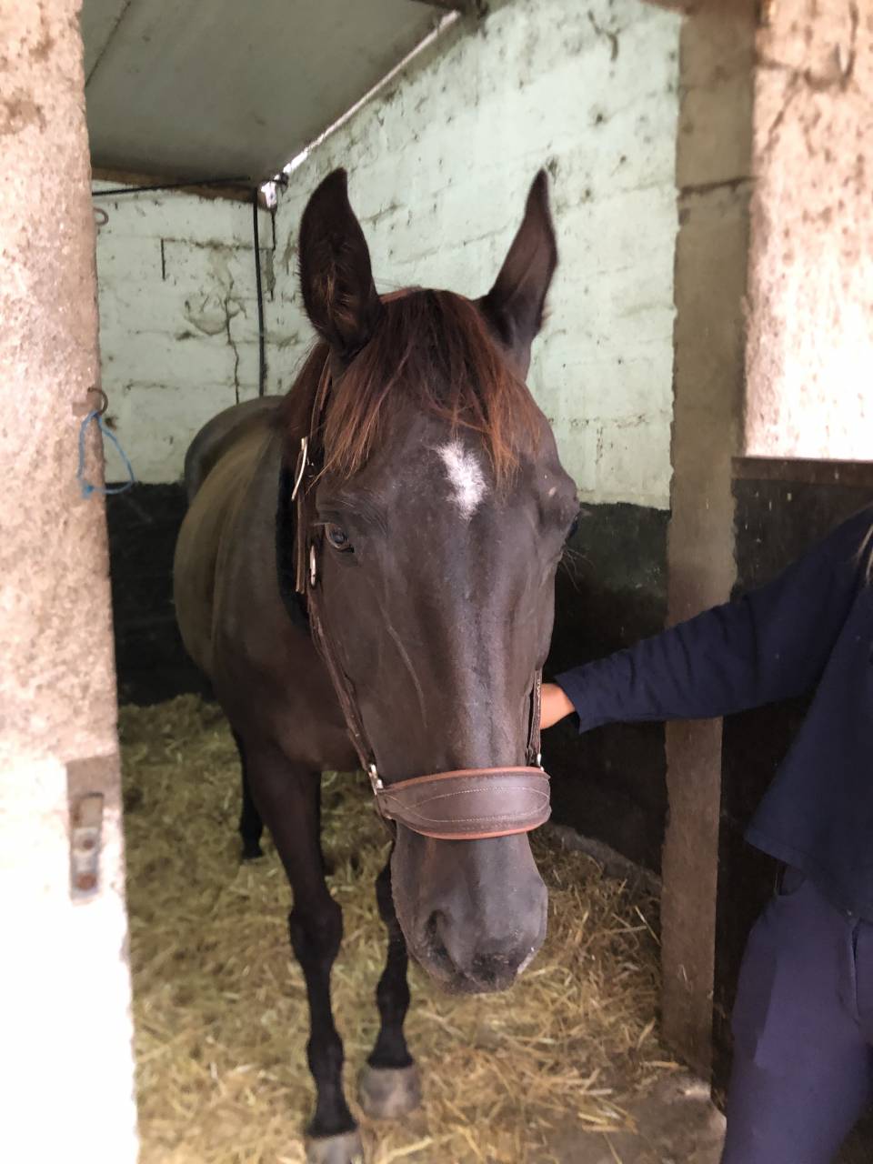 Mare English Thoroughbred For sale 2011 Liver chestnut