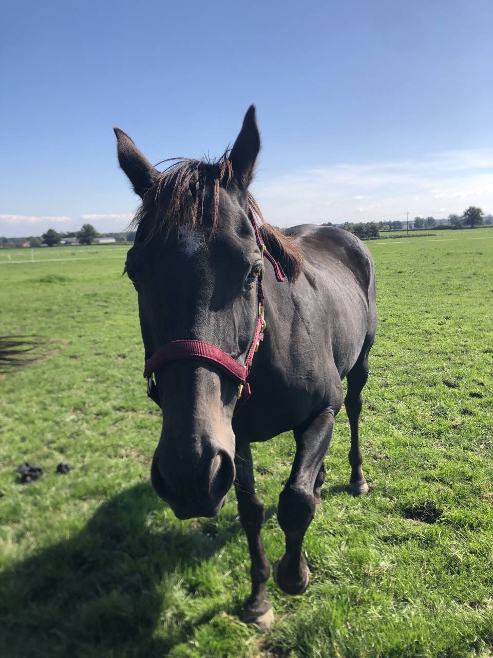 Mare English Thoroughbred For sale 2011 Liver chestnut