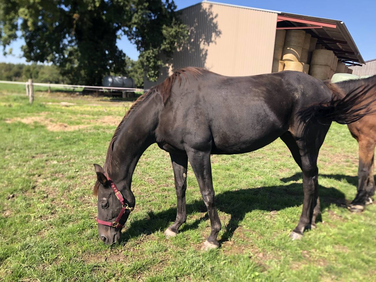 Mare English Thoroughbred For sale 2011 Liver chestnut
