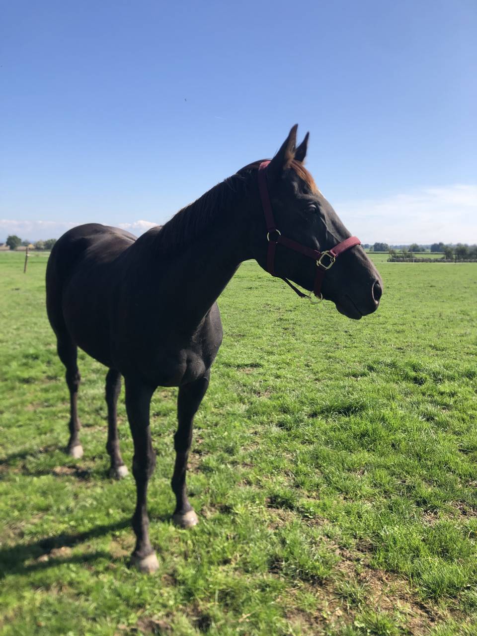 Mare English Thoroughbred For sale 2011 Liver chestnut