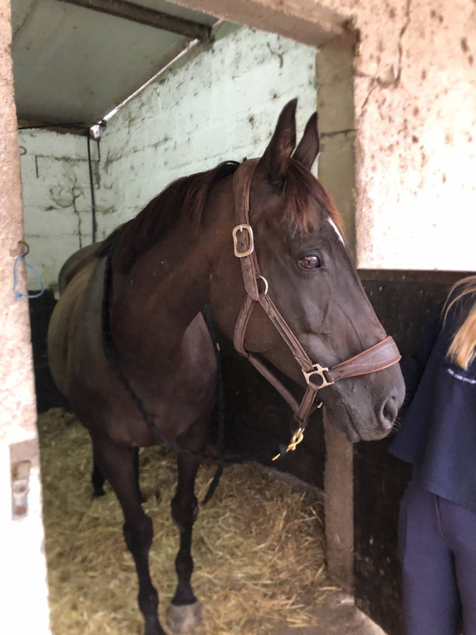 Mare English Thoroughbred For sale 2011 Liver chestnut