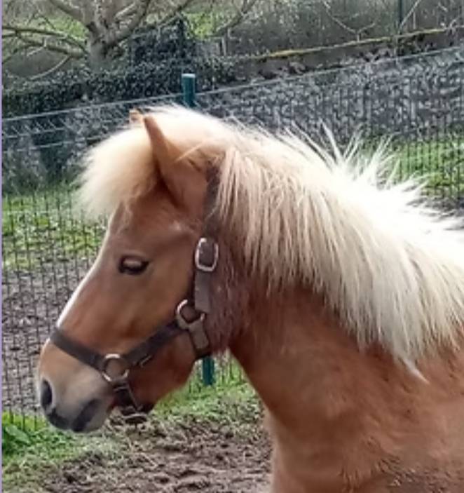 Gelding Shetland Pony For sale 2022 Coloured