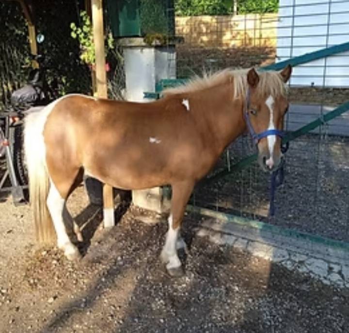 Gelding Shetland Pony For sale 2022 Coloured