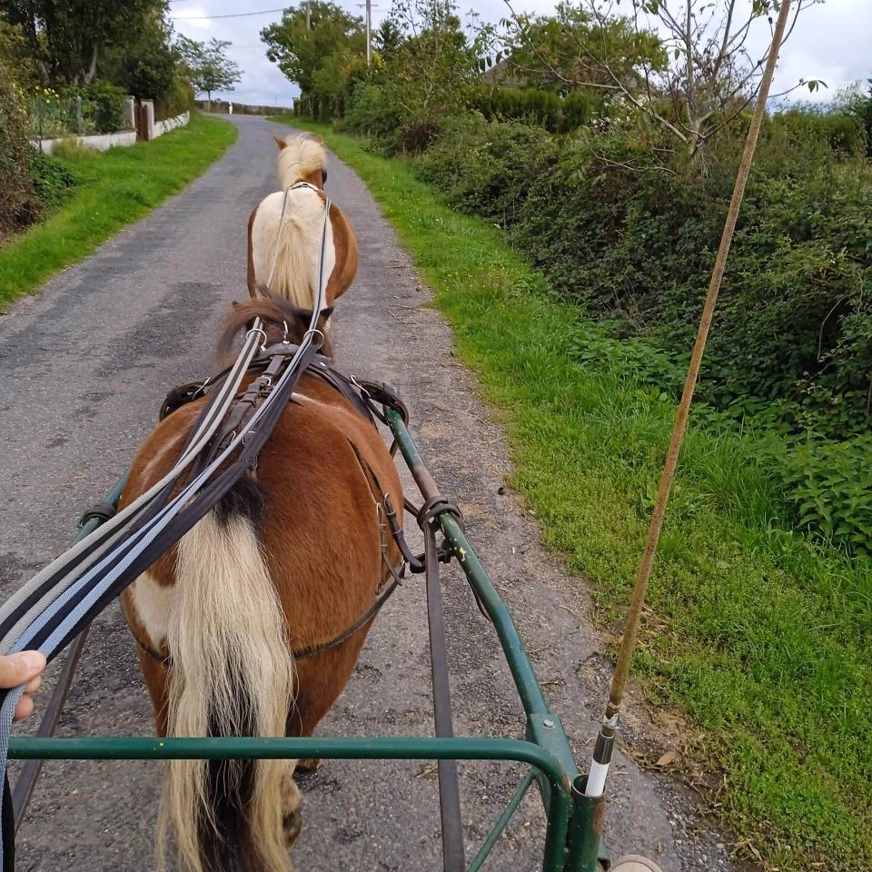 Gelding Shetland Pony For sale 2022 Coloured