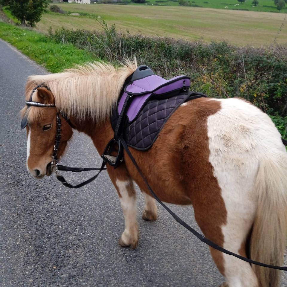 Gelding Shetland Pony For sale 2022 Coloured