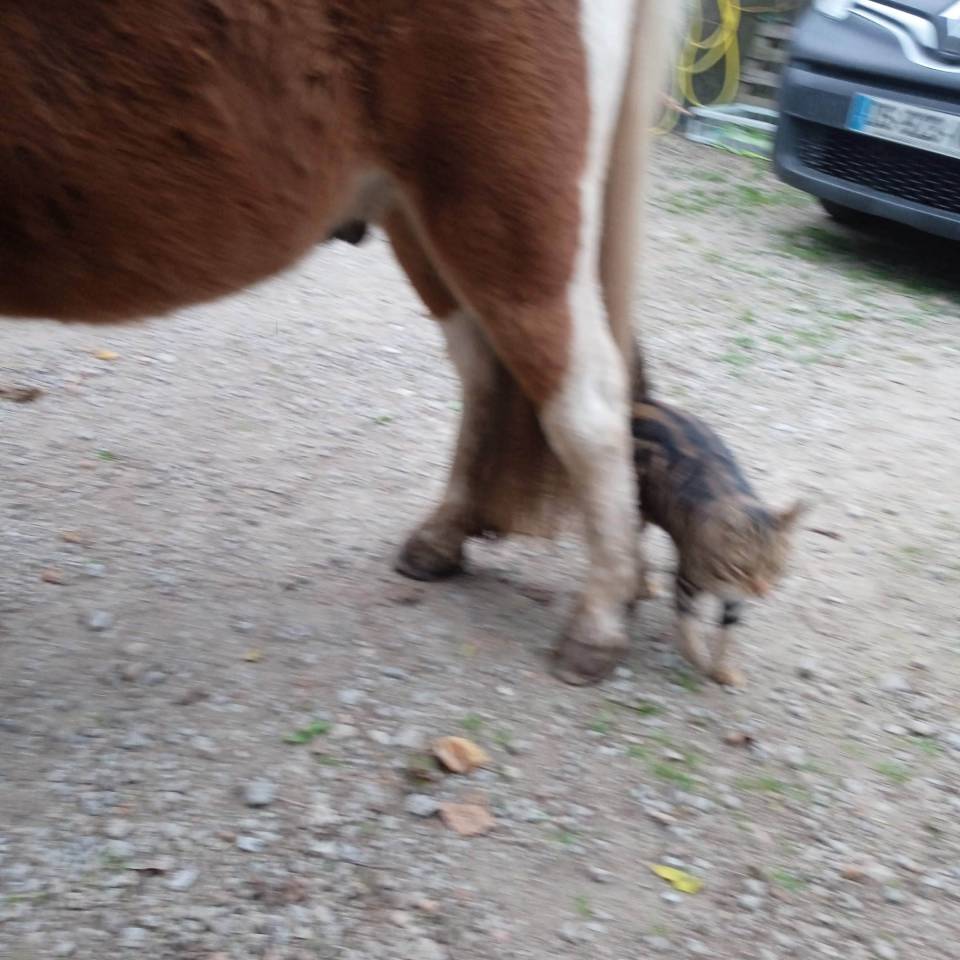 Gelding Shetland Pony For sale 2022 Coloured