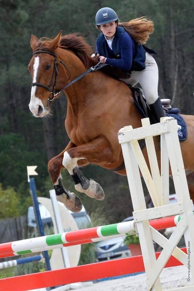 Gelding Selle Français For sale 2013 Chesnut