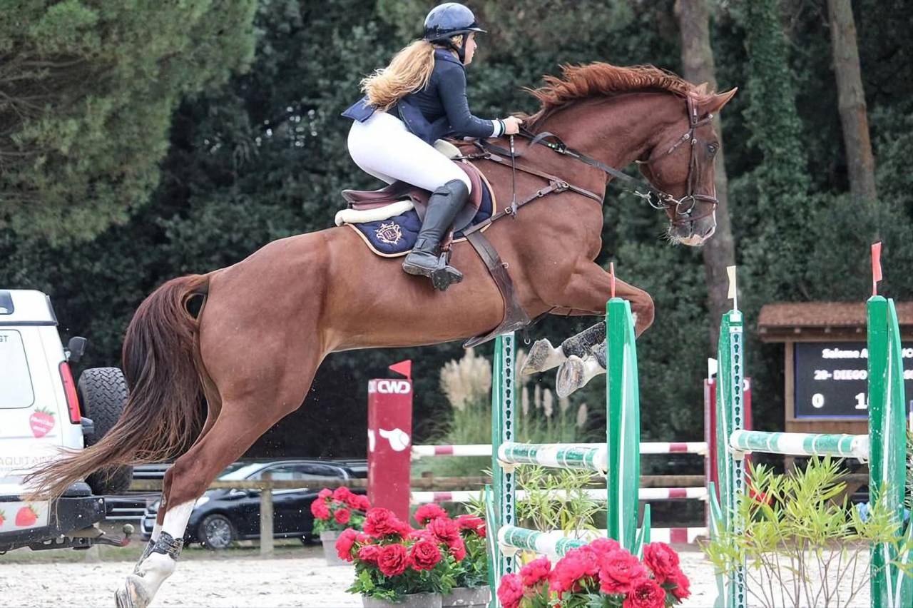 Gelding Selle Français For sale 2013 Chesnut