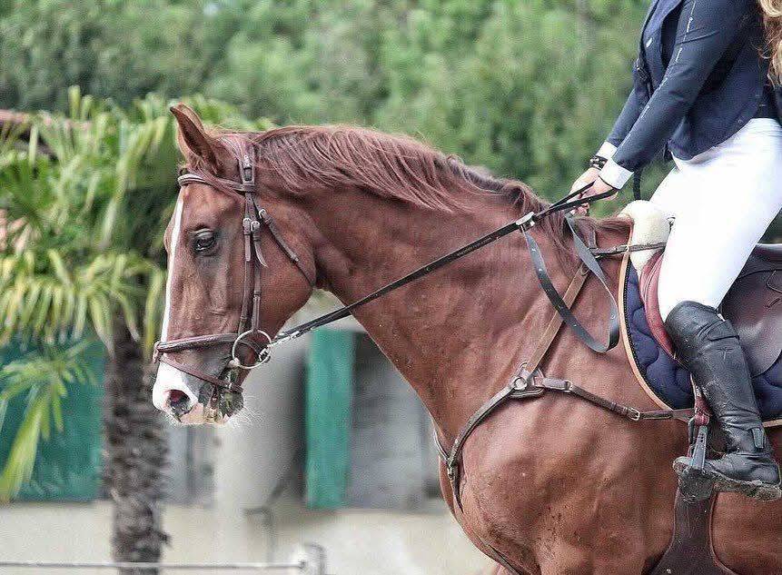 Gelding Selle Français For sale 2013 Chesnut