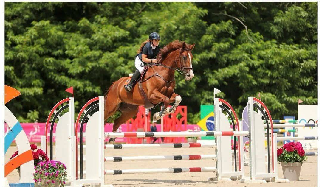 Gelding Selle Français For sale 2013 Chesnut