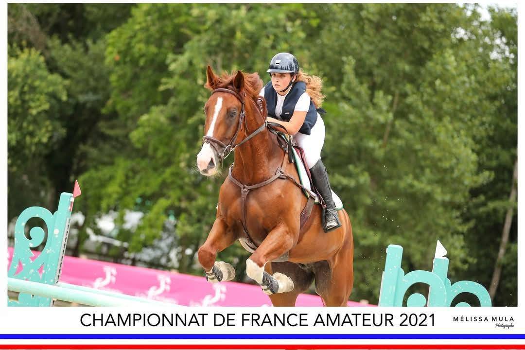 Gelding Selle Français For sale 2013 Chesnut