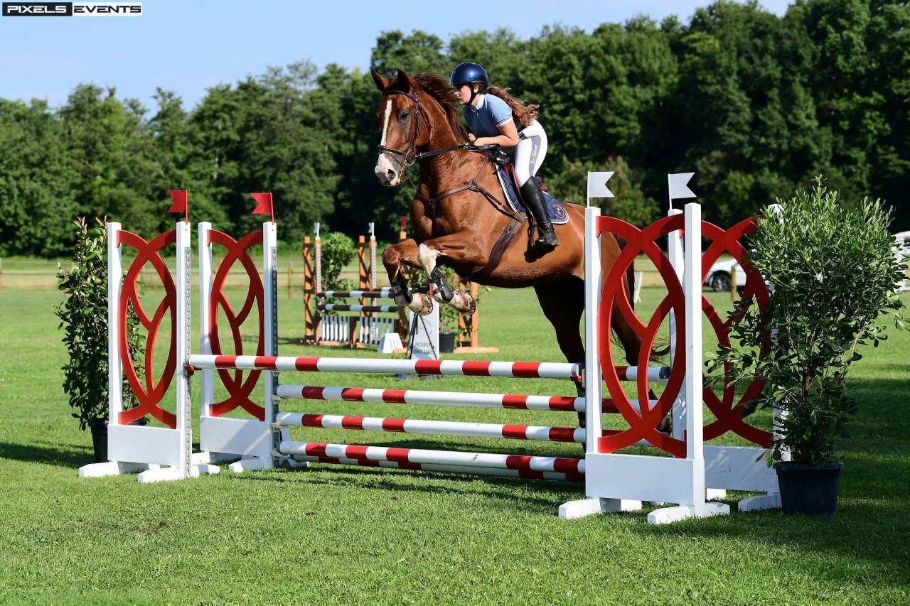 Gelding Selle Français For sale 2013 Chesnut