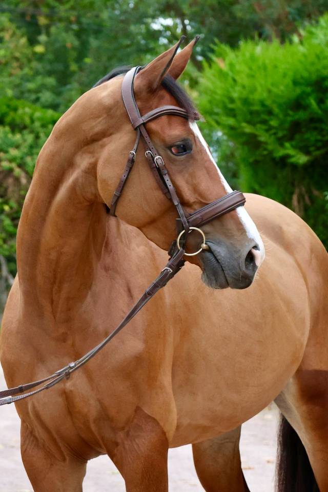 Mare Zangersheide For sale 2020 Bay