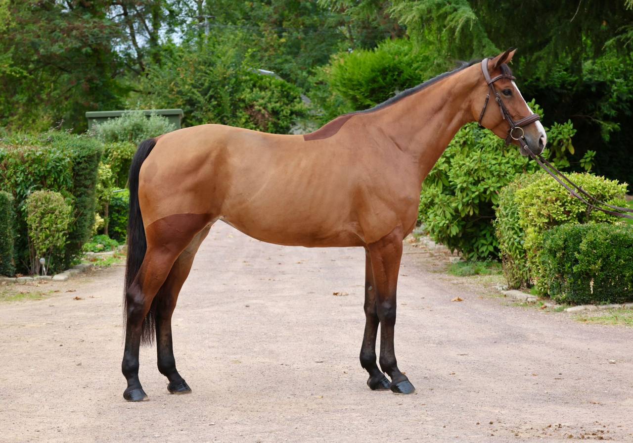 Mare Zangersheide For sale 2020 Bay