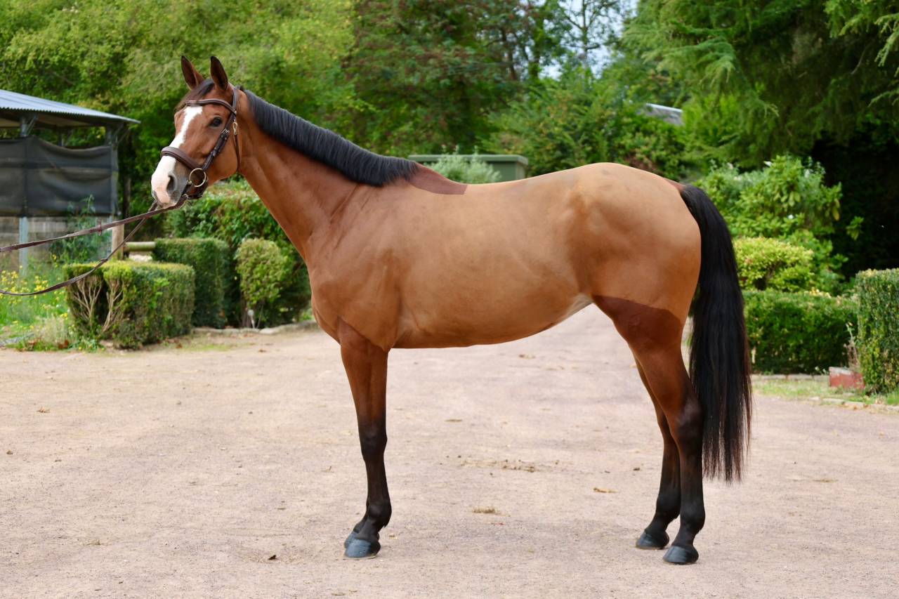 Mare Zangersheide For sale 2020 Bay