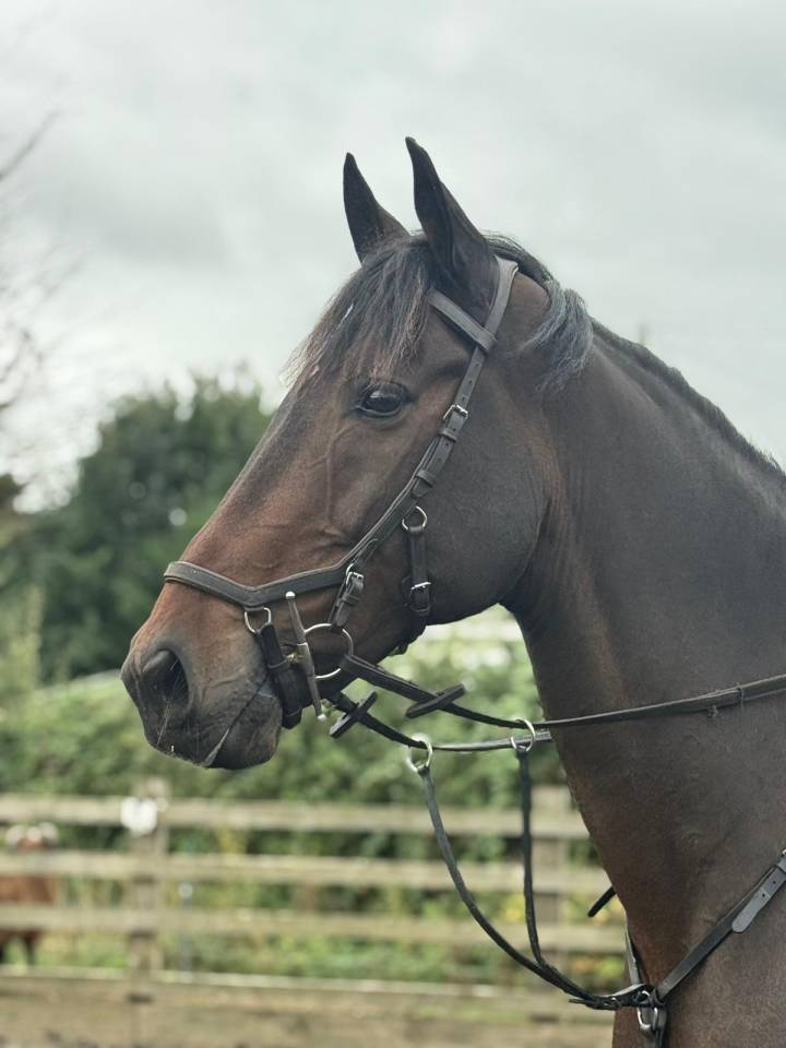 Irish porny for sale