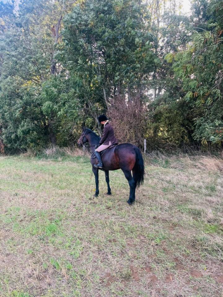 Irish porny for sale