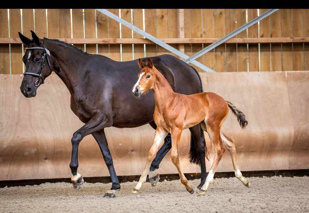 Broodmare Hanoverian For sale 2014 Black