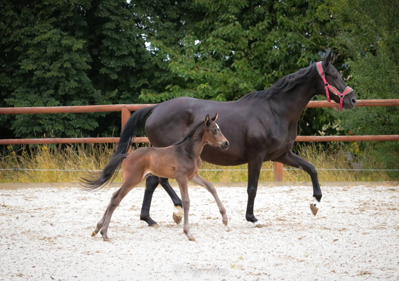 Broodmare Hanoverian For sale 2014 Black