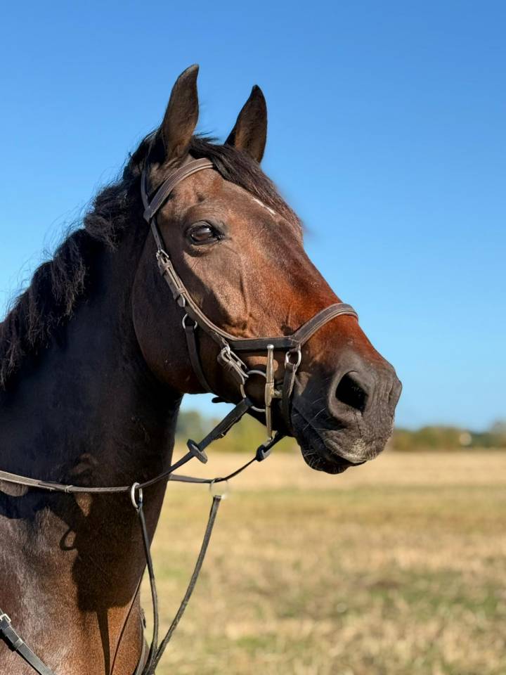 Gelding Irish Sport Horse For sale 2011 Bay