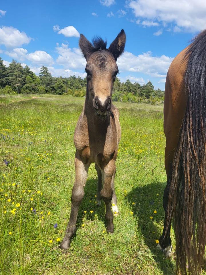 Colt French Saddle Pony For sale 2025 Dark buckskin
