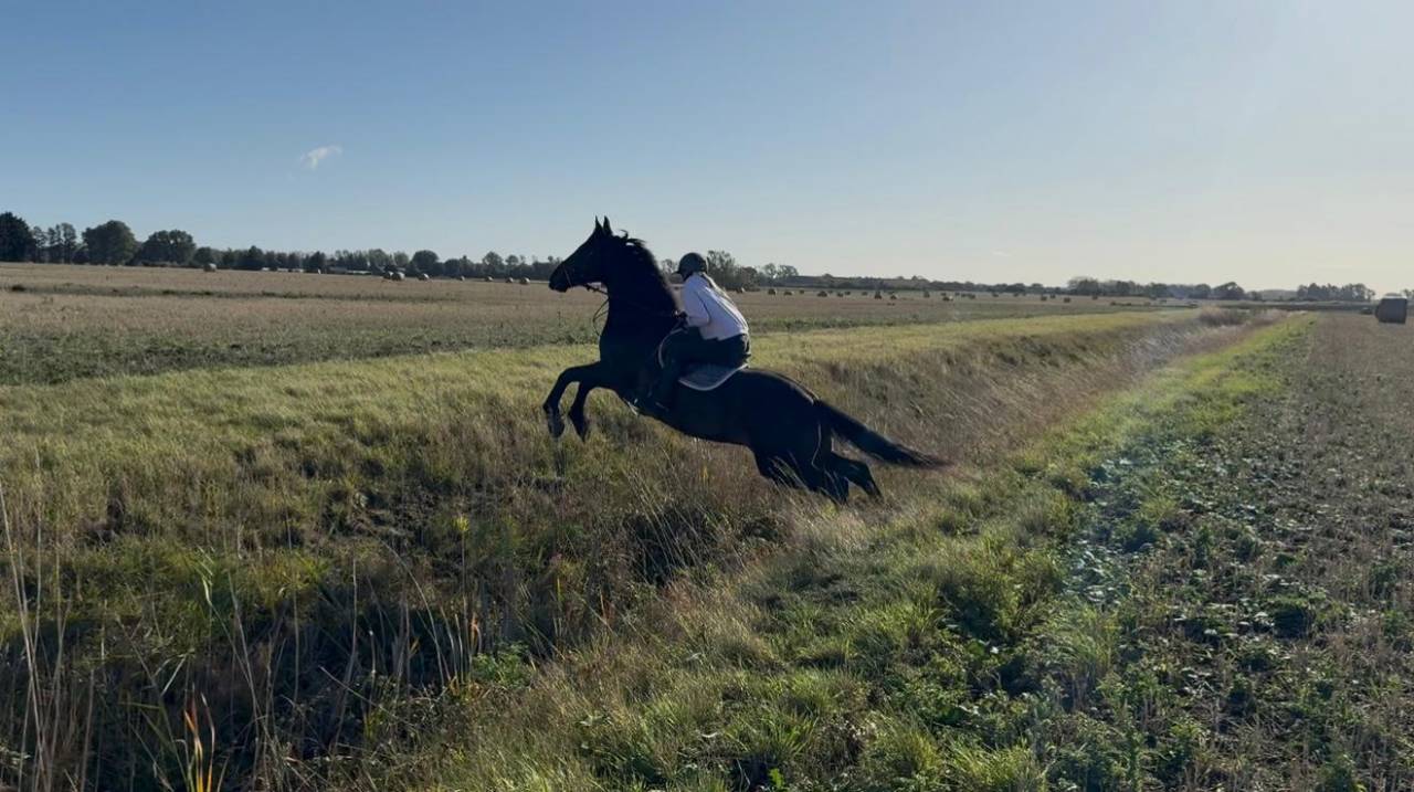 Gelding Irish Sport Horse For sale 2011 Bay