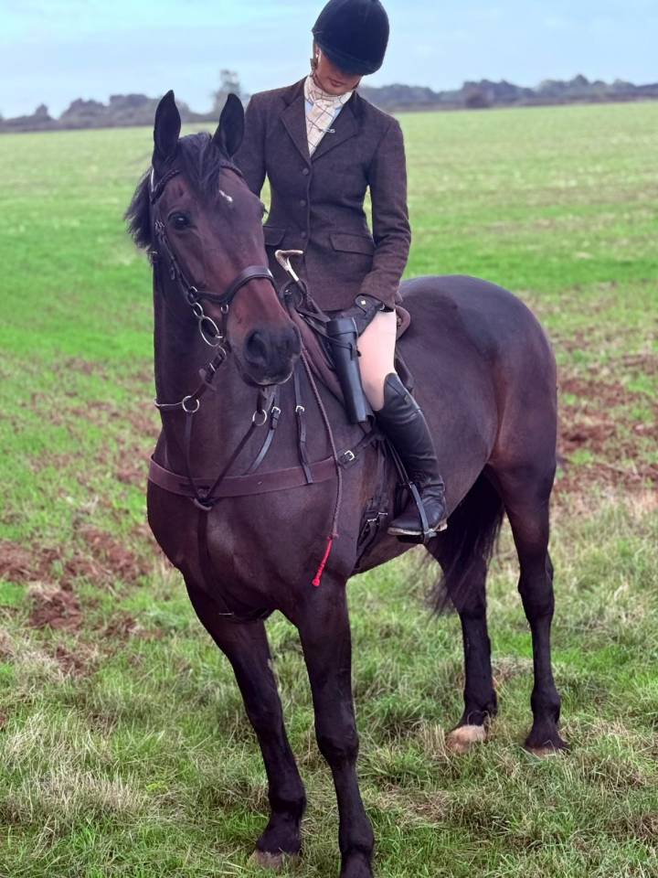 Gelding Irish Sport Horse For sale 2011 Bay