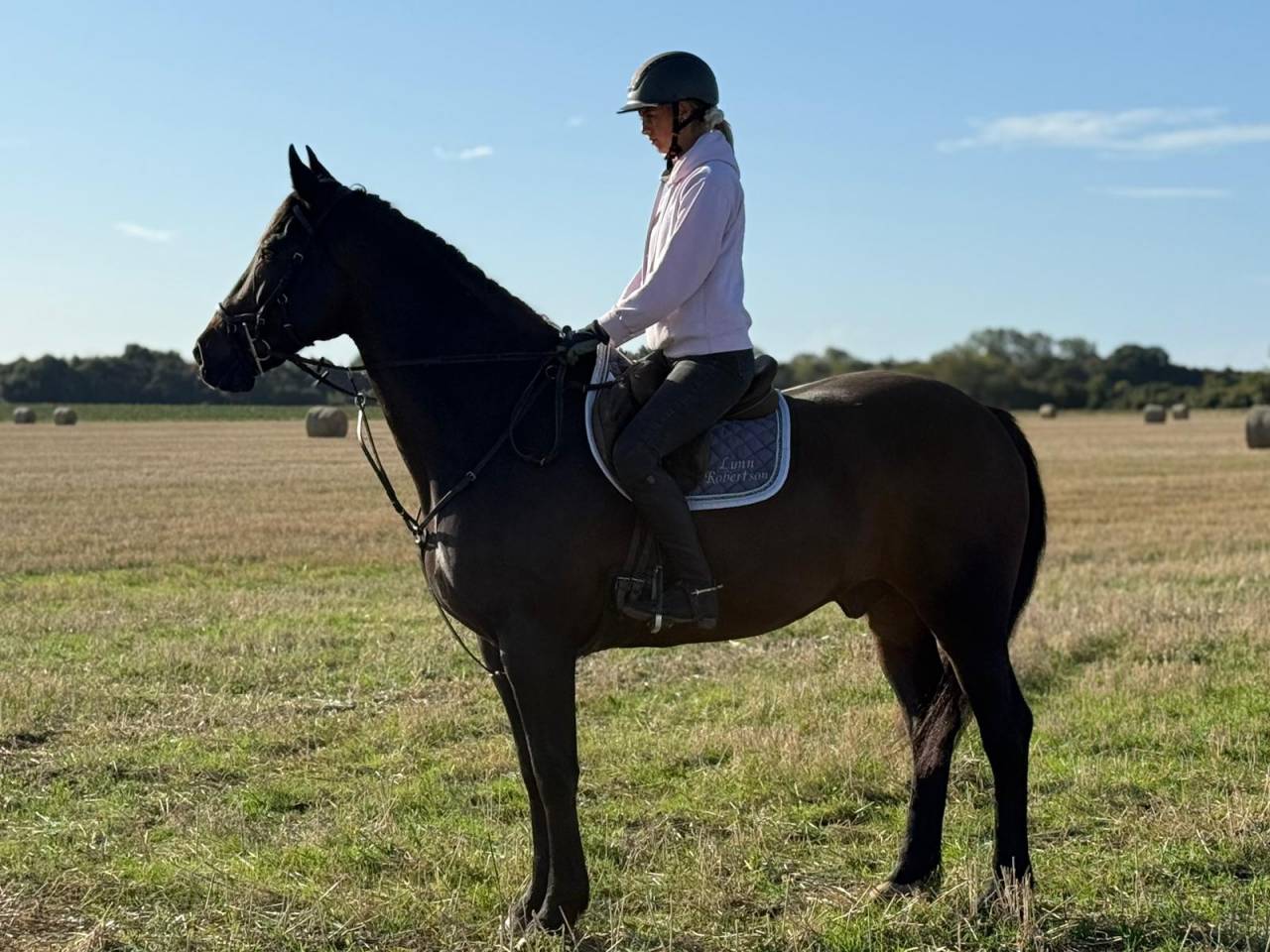 Gelding Irish Sport Horse For sale 2011 Bay