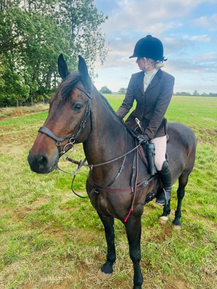 Gelding Irish Sport Horse For sale 2011 Bay