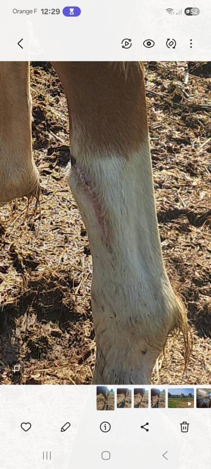 Entire French Saddle Pony For entrust 2023 Chesnut