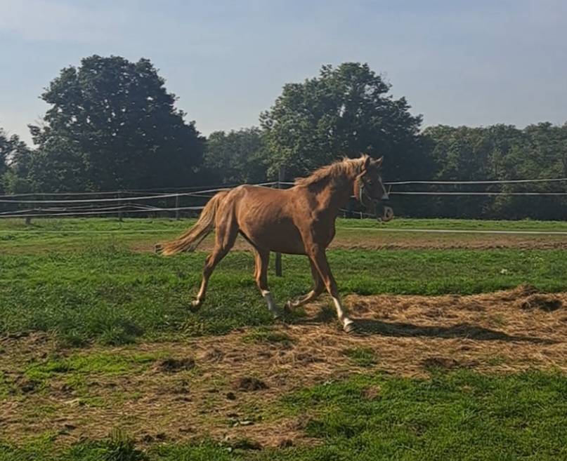 Entire French Saddle Pony For entrust 2023 Chesnut