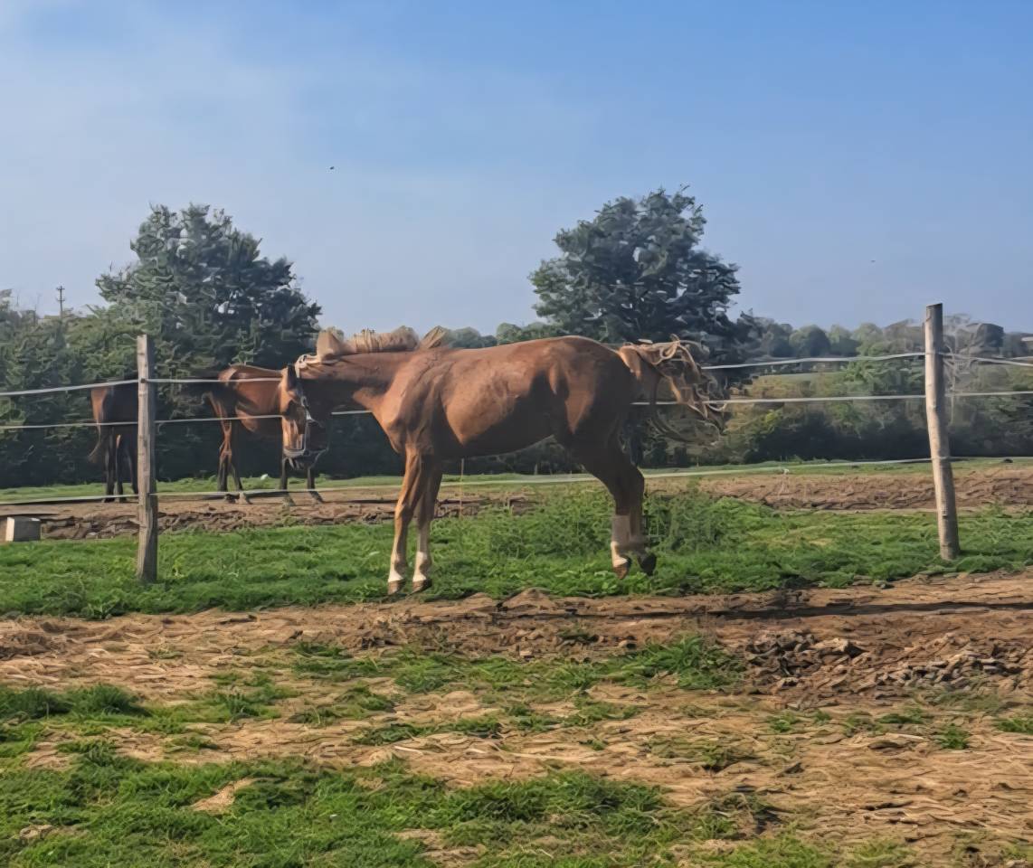 Entire French Saddle Pony For entrust 2023 Chesnut