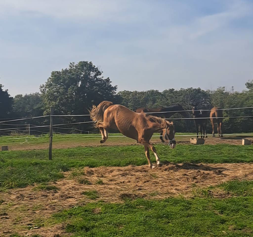 Entire French Saddle Pony For entrust 2023 Chesnut