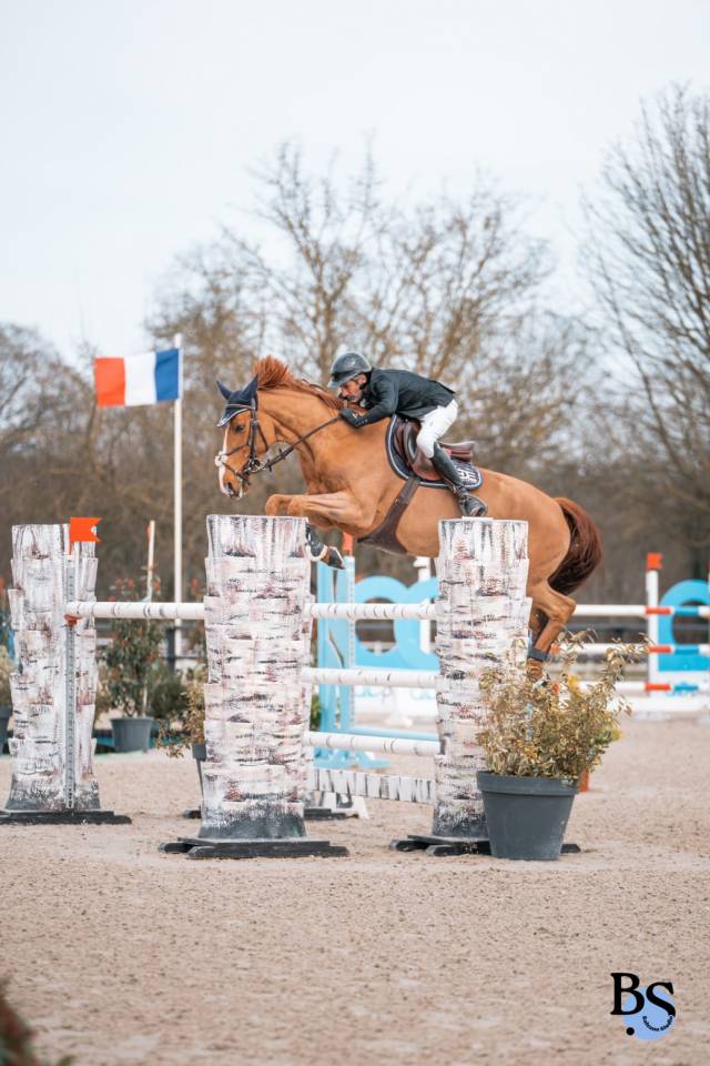 Gelding Selle Français For sale 2017 Chesnut