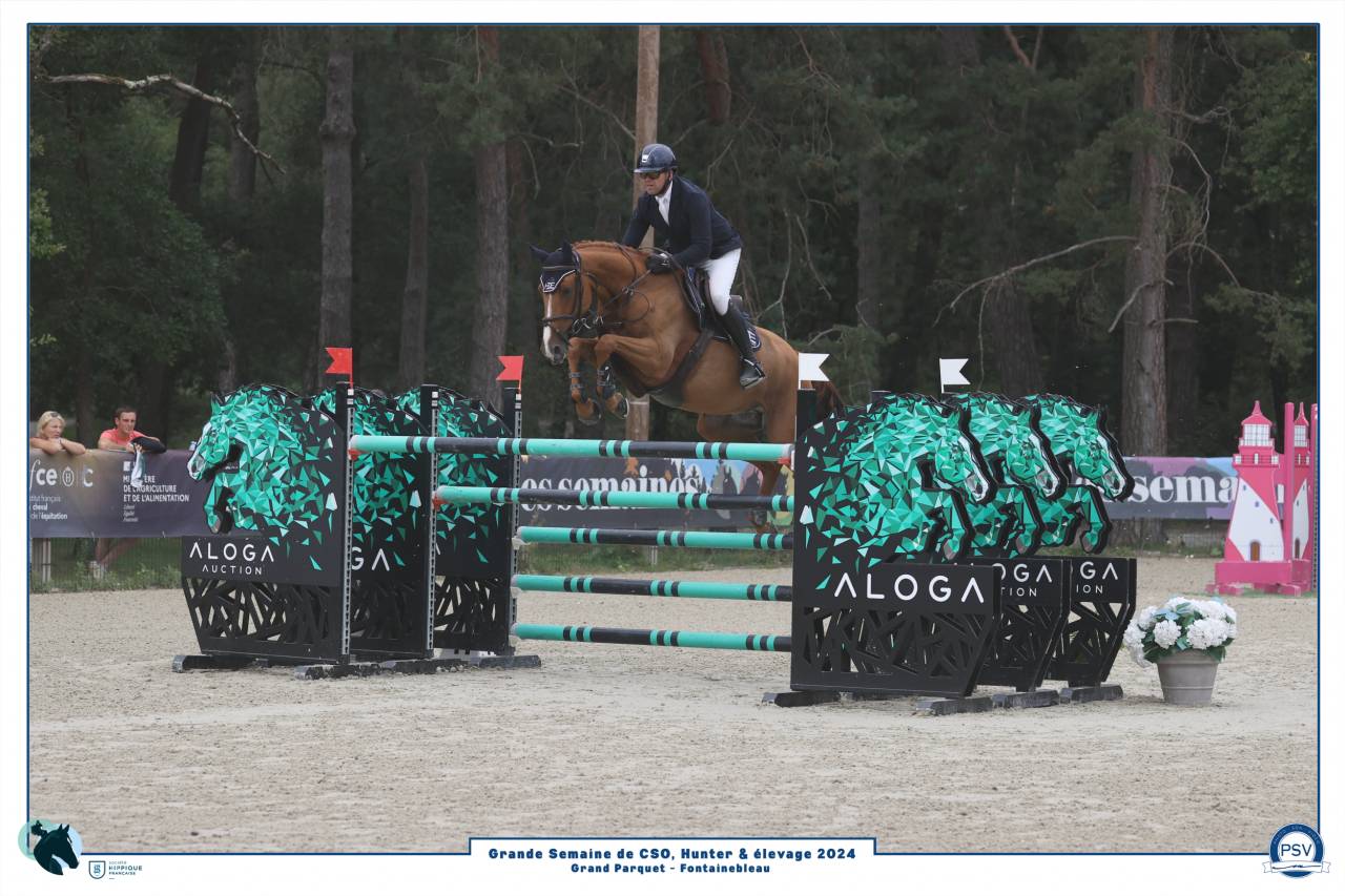 Gelding Selle Français For sale 2017 Chesnut