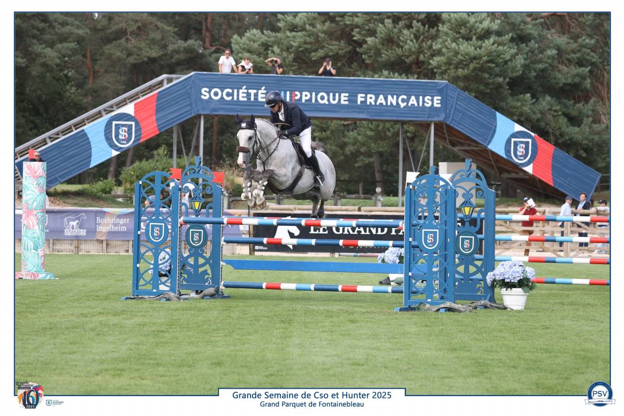 Gelding Selle Français For sale 2019 Grey