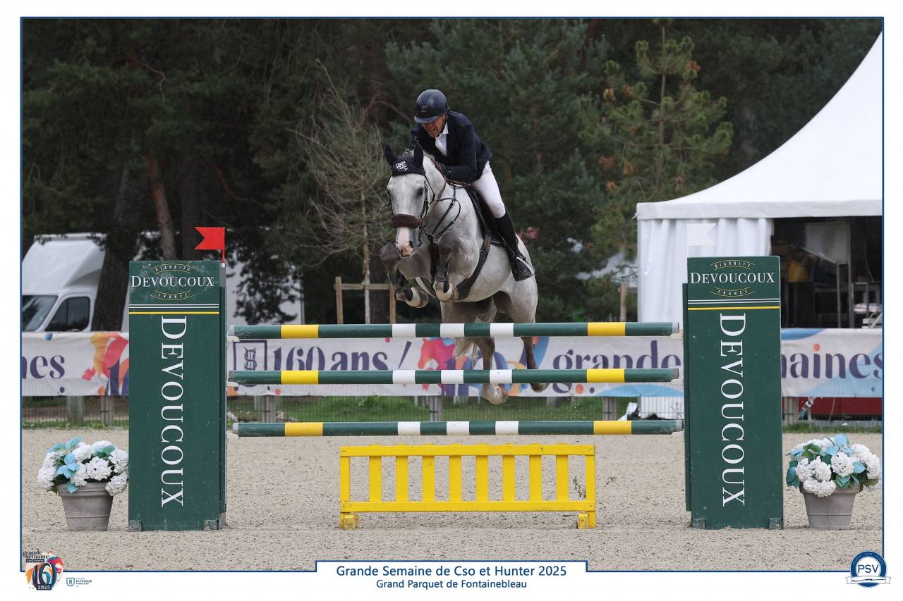 Gelding Selle Français For sale 2019 Grey