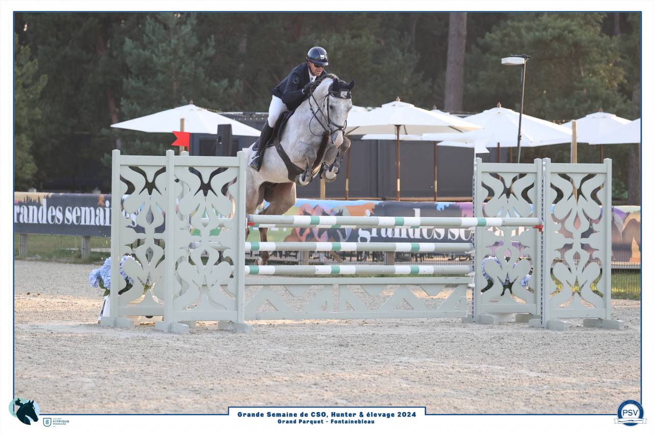 Gelding Selle Français For sale 2019 Grey