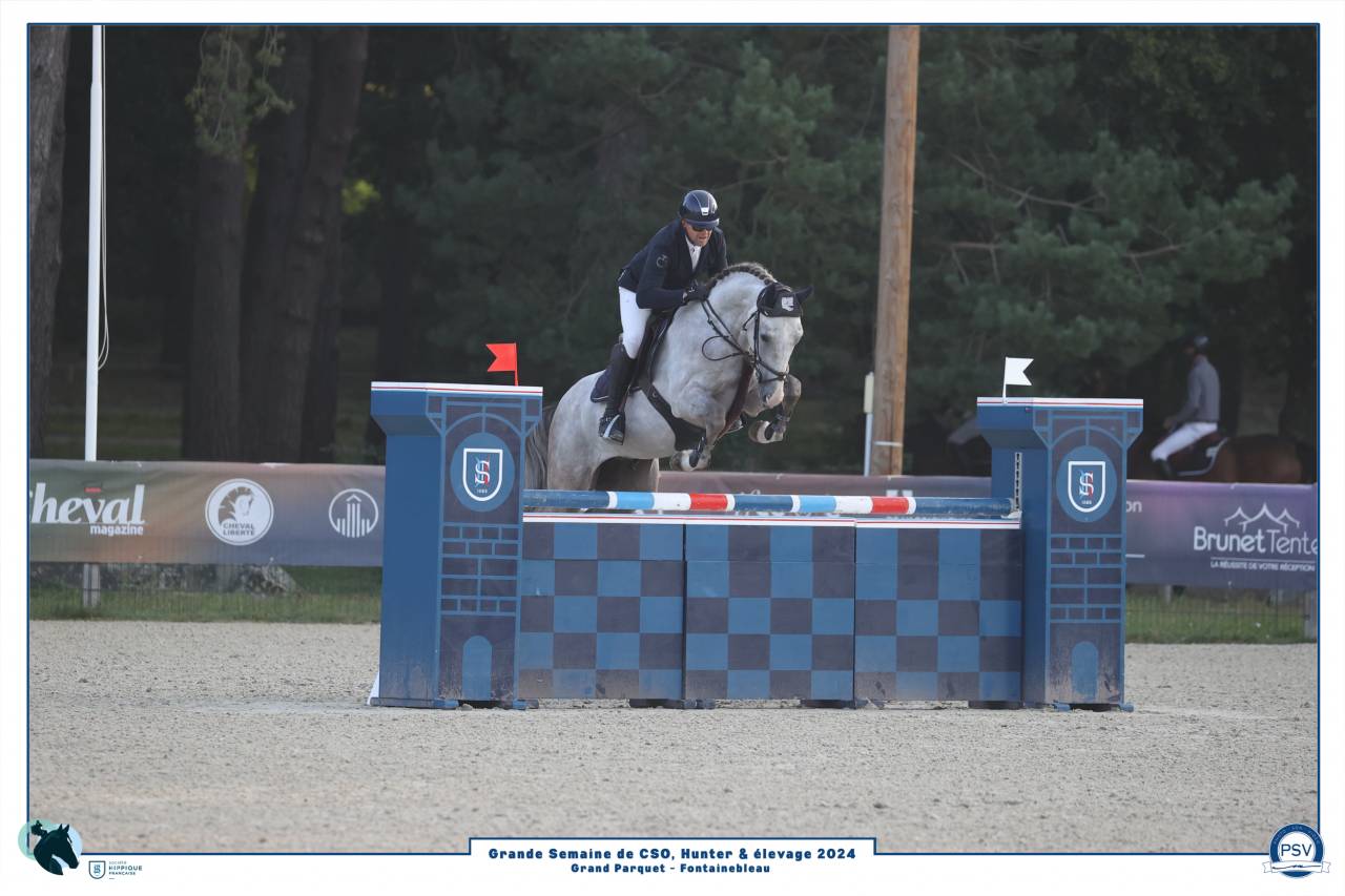 Gelding Selle Français For sale 2019 Grey