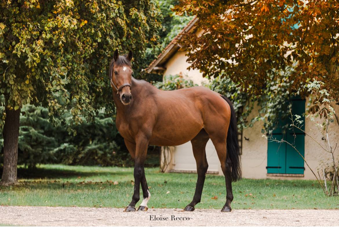 Gelding Thoroughbred For sale 2012 Bay