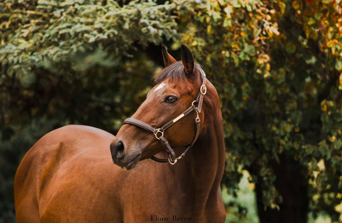 Gelding Thoroughbred For sale 2012 Bay