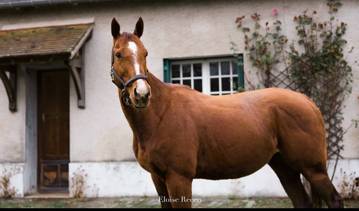 Gelding Thoroughbred For sale 2020 Chesnut