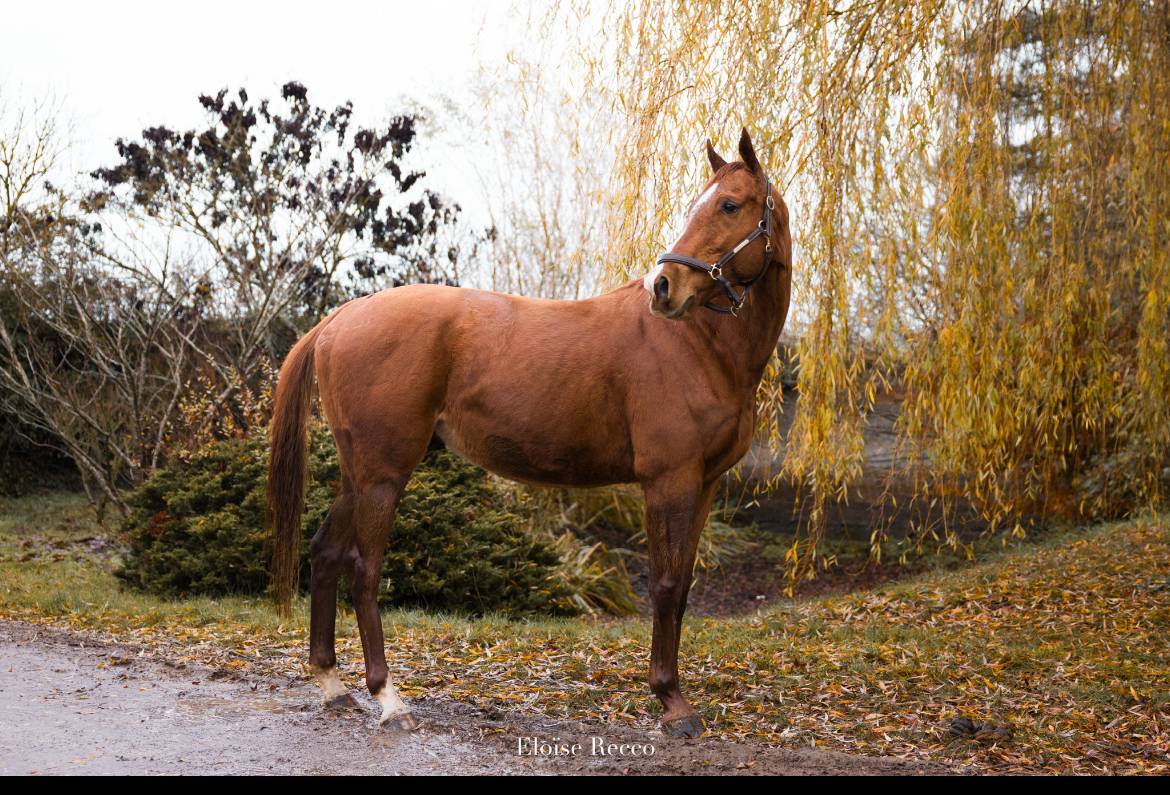 Gelding Thoroughbred For sale 2020 Chesnut