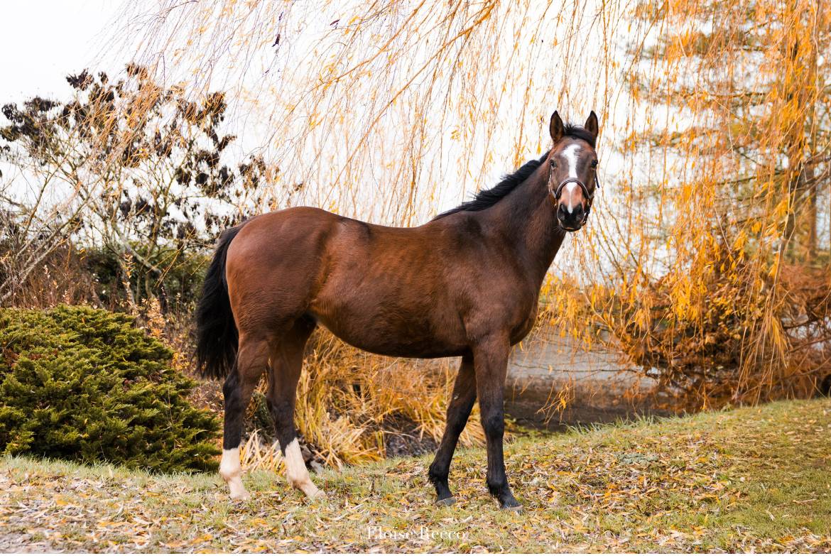 Gelding Thoroughbred For sale 2020 Chesnut