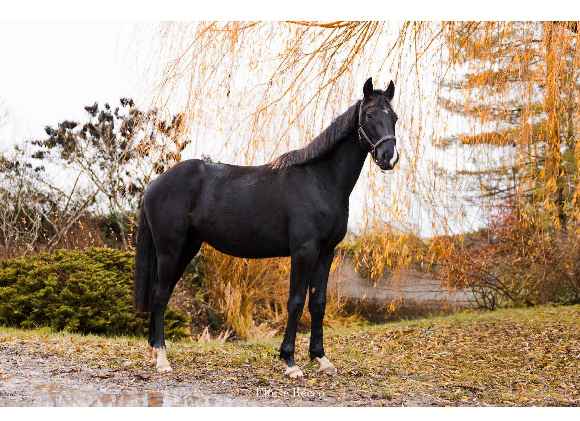 Gelding Thoroughbred For sale 2020 Chesnut