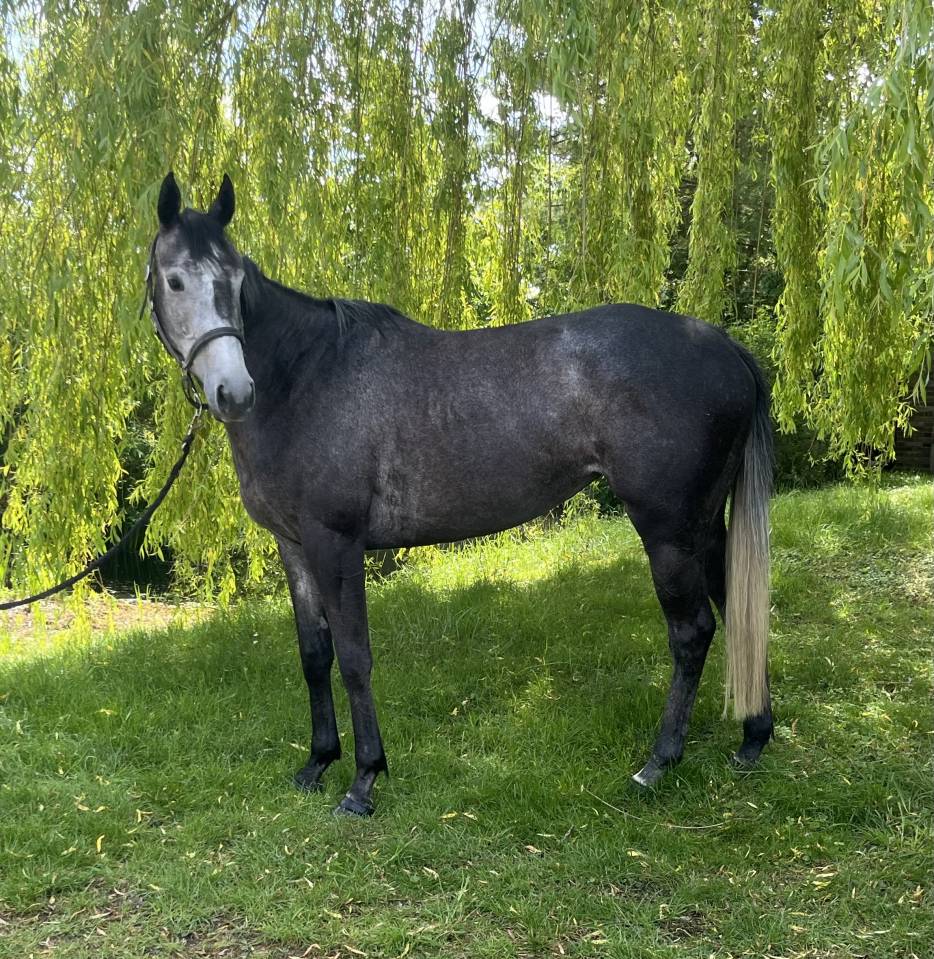 Gelding Thoroughbred For sale 2018 Bay