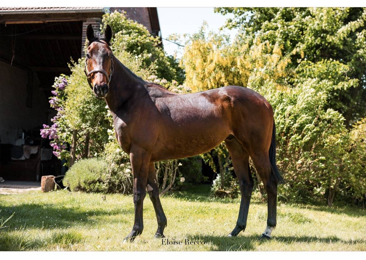 Gelding Thoroughbred For sale 2018 Bay