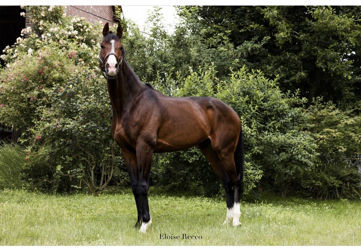 Gelding Thoroughbred For sale 2018 Bay